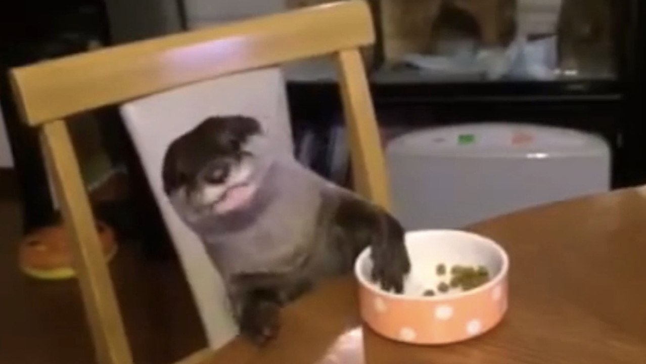 Cette loutre très bien élevée mange à table avec ses maîtres. Une convive pas comme les autres !
