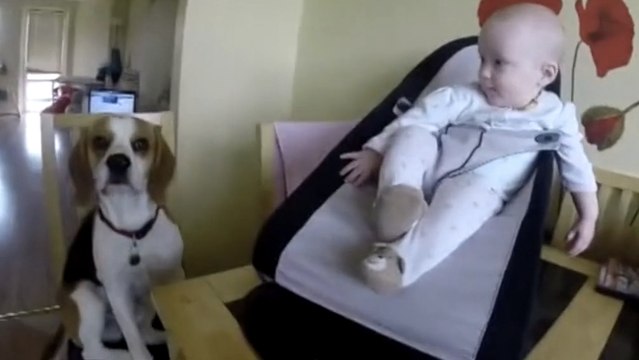 Ce chien sait comment amuser le bébé de la famille. La preuve en images