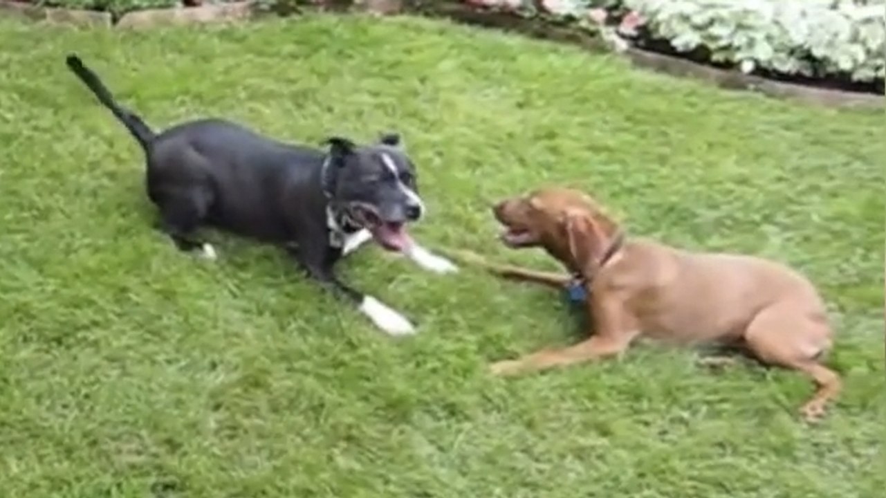 Ces deux chiens pleins d'énergie se chamaillent dans le jardin. Il va y avoir du sport !