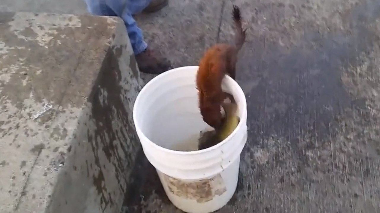 Ce vison affamé a volé un poisson à ces pêcheurs. Un vrai petit filou !