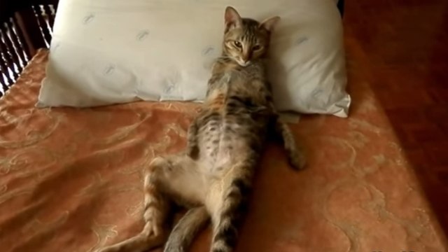 Ces chats se comportent comme des humains. Des moments hilarants