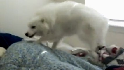 Chaque matin, ce chien s'adonne à un rituel hilarant. Il offre un réveil mouvementé à sa maîtresse