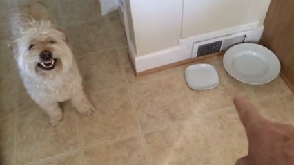 Ce chien sait comment protéger sa nourriture. Personne n'oserait lui voler !
