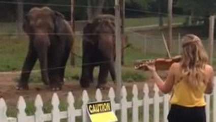 Ce couple d'éléphants adore danser sur un air de violon. Une scène des plus cocasses