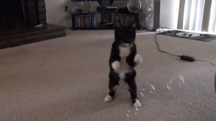 Ce chat est très joueur. Et il adore s'amuser avec des bulles de savon