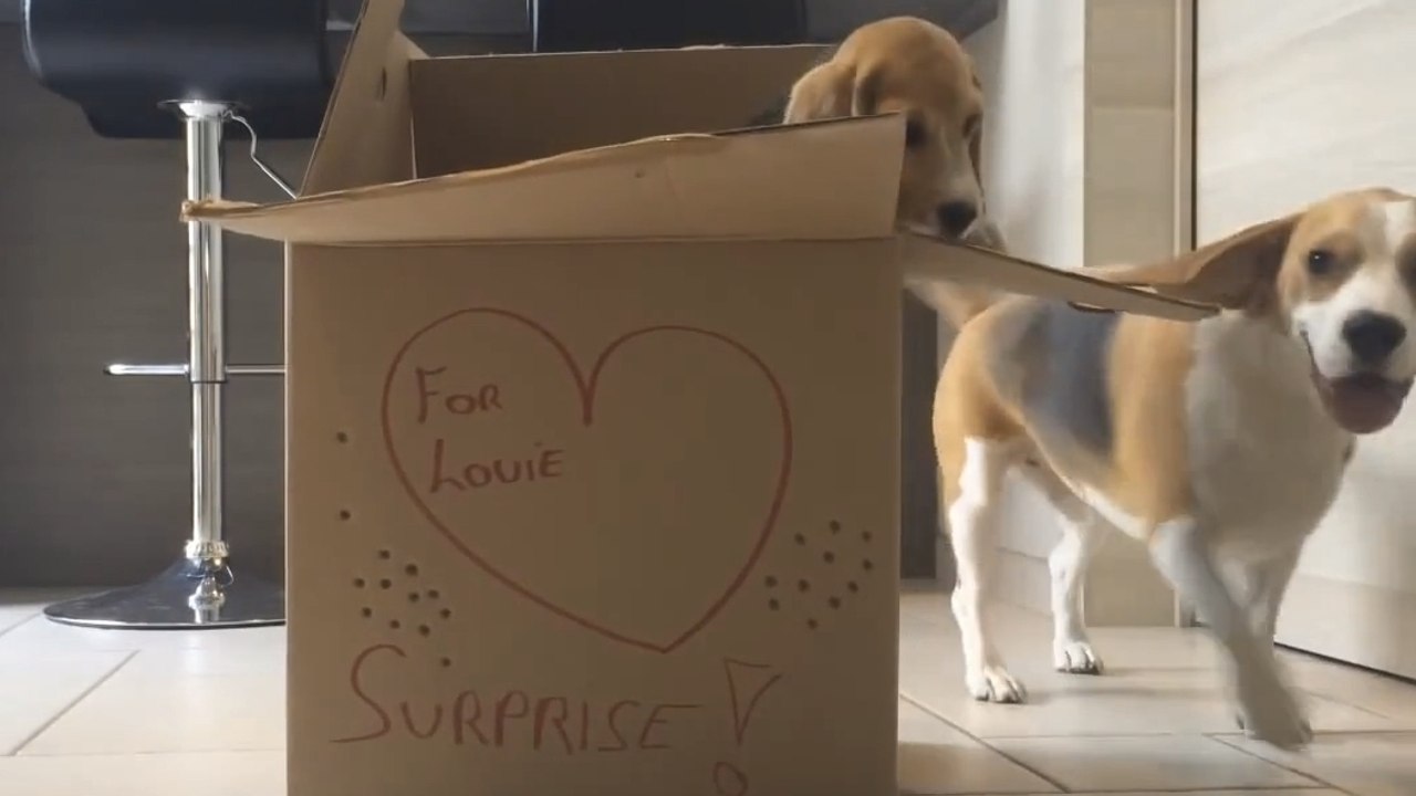 Pour son anniversaire, ce chien reçoit le plus beau cadeau du monde. Un moment plein d'émotion