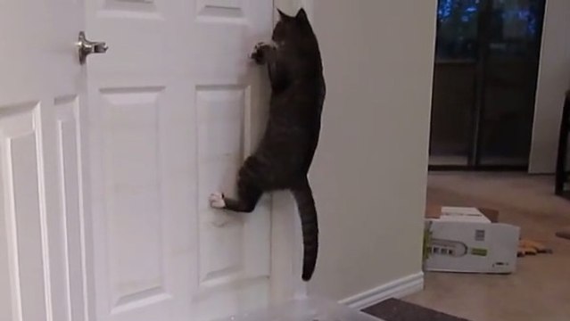 Ce chat possède un incroyable talent. Vous n'allez pas en revenir