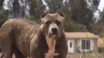 Abandonnée et effrayée, cette femelle Pitbull n'allait pas s'en sortir. Découvrez son émouvant sauvetage