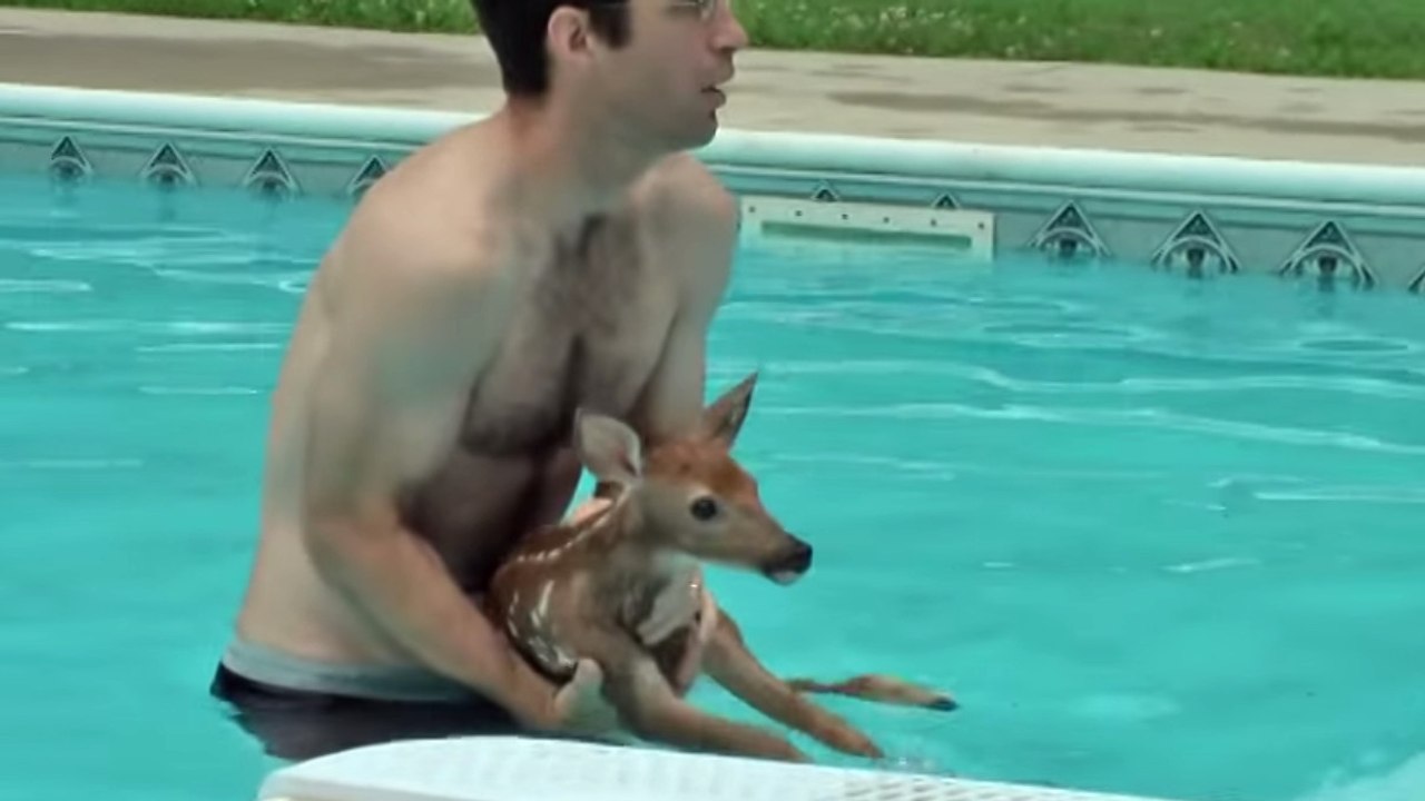 Ce faon était à deux doigts de se noyer dans cette piscine. Heureusement, un homme est venu lui porter secours