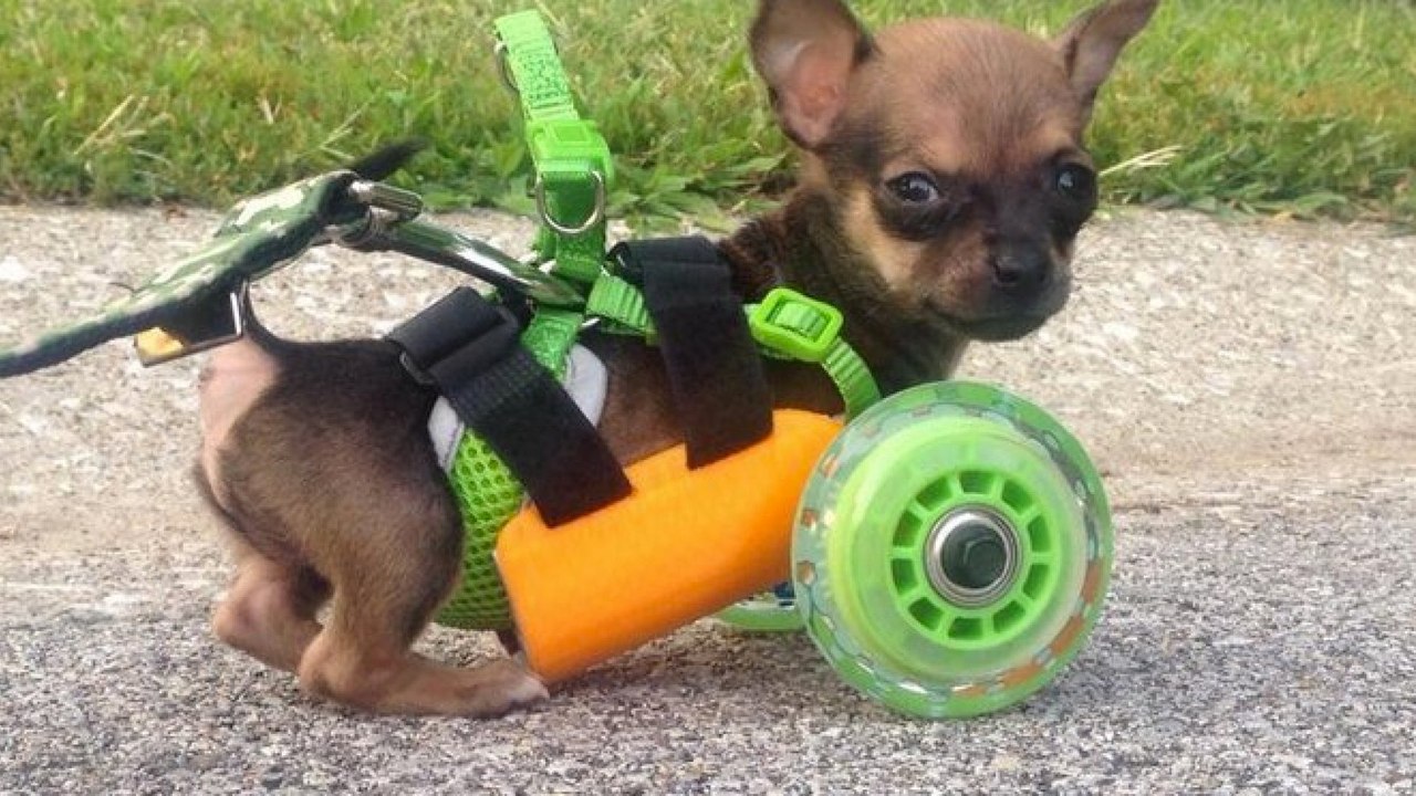 Ce chihuahua est handicapé. Mais un appareil lui permet de vivre comme les autres chiens