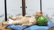 Ce chat utilise une pastèque comme coussin. Mais ce n'est pas une très bonne idée...