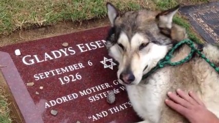 Ce chien pleure sur la tombe de sa maîtresse. Des images très touchantes