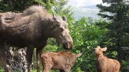 Un homme a découvert une famille d'élans en train de jouer dans son jardin. Une scène incroyable
