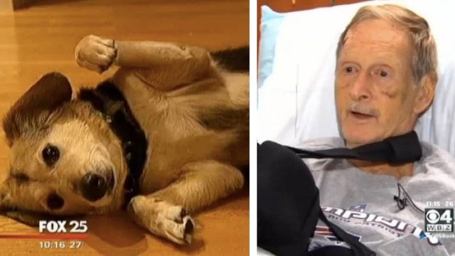 Cette chienne a sauvé son maître après un grave accident. Une véritable héroïne !