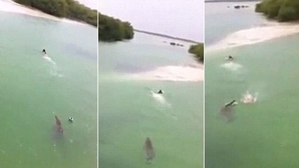 Un crocodile pourchasse un baigneur un peu trop imprudent. Vous n'allez pas en croire vos yeux