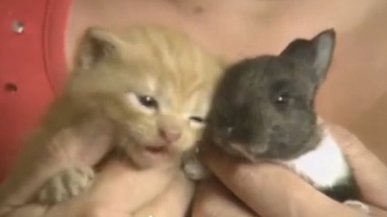 Ce lapin a perdu sa mère quelques jours après sa naissance. Mais il a trouvé une nouvelle famille