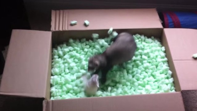 Ces deux furets ont compris comment s'éclater comme des petits fous... Un carton, des billes de mousse, c'est tout !