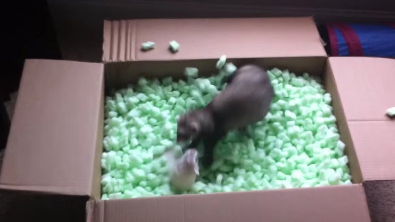 Ces deux furets ont compris comment s'éclater comme des petits fous... Un carton, des billes de mousse, c'est tout !