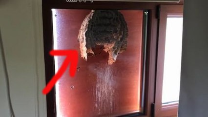 Un homme a trouvé cette chose collée à sa fenêtre... Vous ne devinerez jamais de quoi il s'agit !