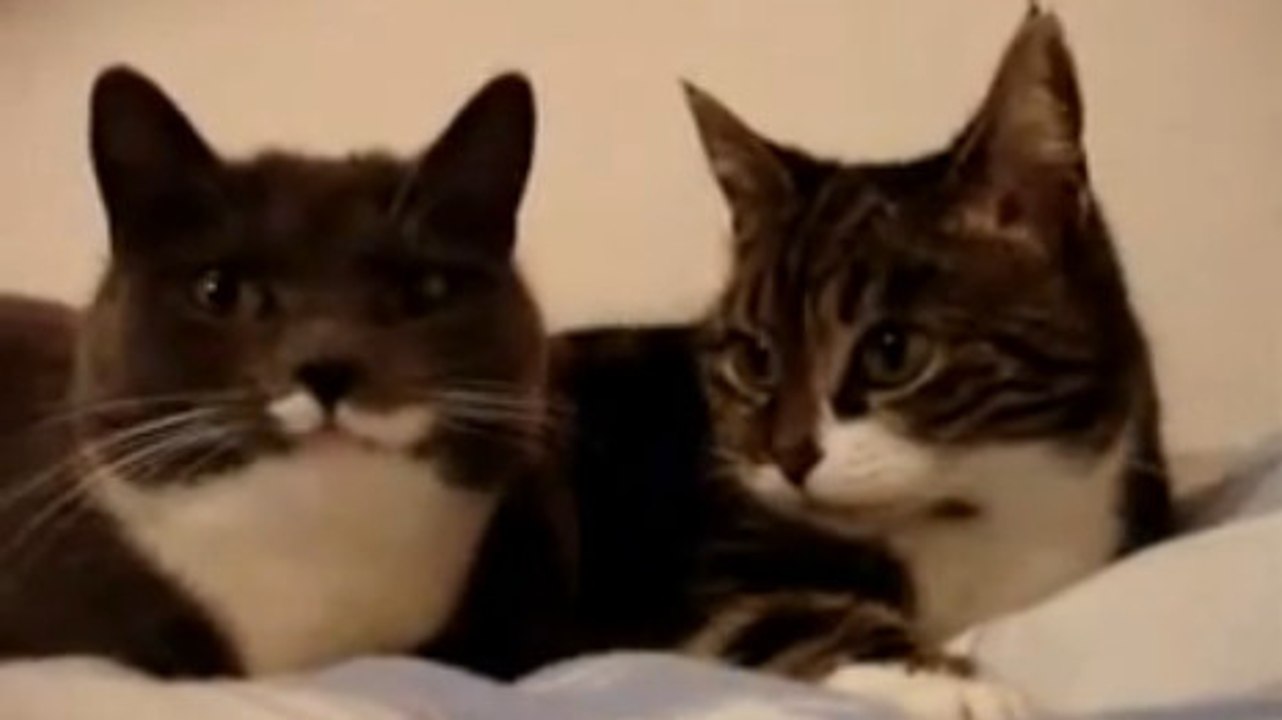 Deux chats se lancent dans une discussion passionnante. Mais de quoi peuvent-ils parler ?