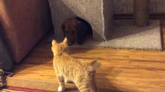 Ce chat a la technique pour chasser le chien de la maison de son repère. Vous n'allez pas en revenir