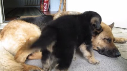 Ce chiot est très joueur. Et il adore embêter sa maman