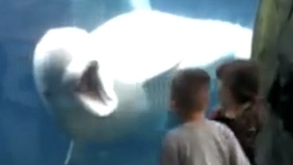 Un béluga s'amuse à faire peur à des enfants. Une scène hilarante