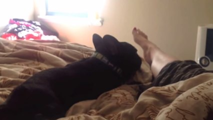 Ce chien veut à tout prix reposer sa tête sur la jambe de sa maîtresse. Il n'est pas prêt d'abandonner