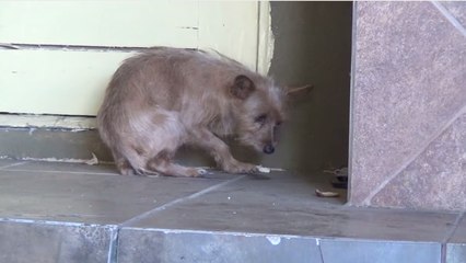 Maltraité, ce chien avait peur des hommes. Mais une association a tout fait pour lui redonner confiance