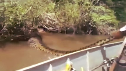 Cet homme s'est retrouvé nez à nez avec un anaconda. Et il a tout filmé