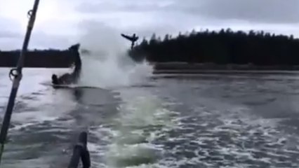 Un orque projette un lion de mer hors de l'eau avec sa queue. Une scène hallucinante !