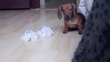 Ce chien adore jouer à 1, 2, 3 Soleil. Surtout quand il gagne !