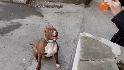 Ce chien adore s'amuser avec des bulles de savon. Ses cabrioles vont vous attendrir