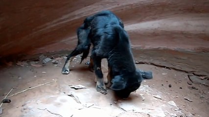 Ce chien a été abandonné au fond d'un canyon. Mais un homme au grand coeur a réalisé l'impossible pour lui