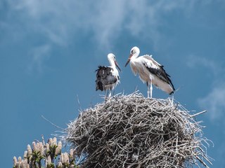 ¿Por qué ya no migran las cigüeñas?