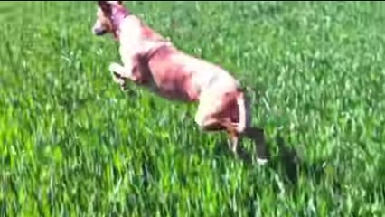 Cette chienne adore sauter dans les champs. C'est un véritable kangourou
