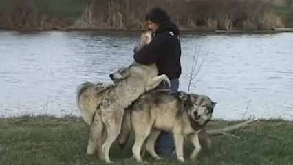 Ce photographe a été pris au piège par des loups... Qui l'ont couvert de câlins !
