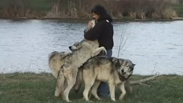 Ce photographe a été pris au piège par des loups... Qui l'ont couvert de câlins !