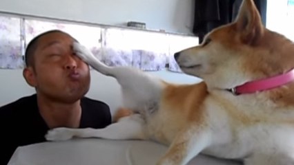 Ce chien ne se laisse pas faire par son maître. Ici, c'est lui qui commande !