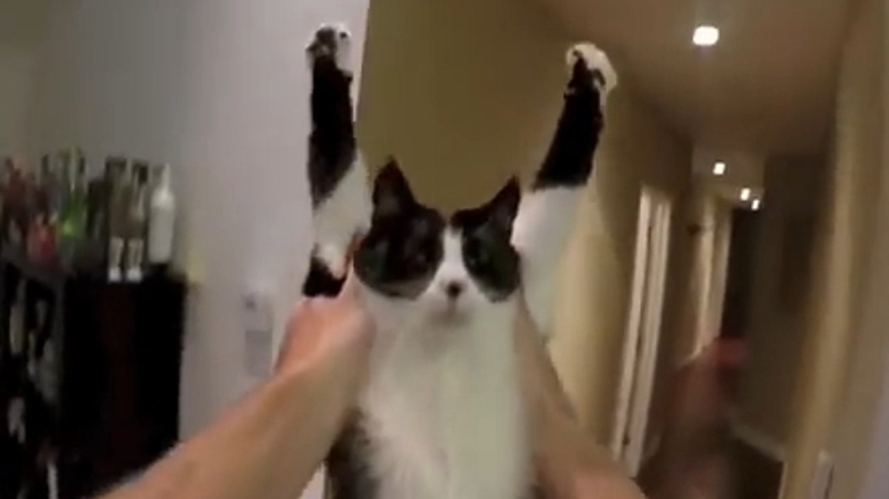 Ce chat veut un câlin. Et il n'hésite pas à le montrer !