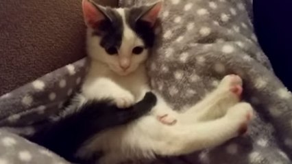 Il ne suffit pas de grand chose pour amuser ce chaton. Il découvre les pouvoirs... de sa queue !