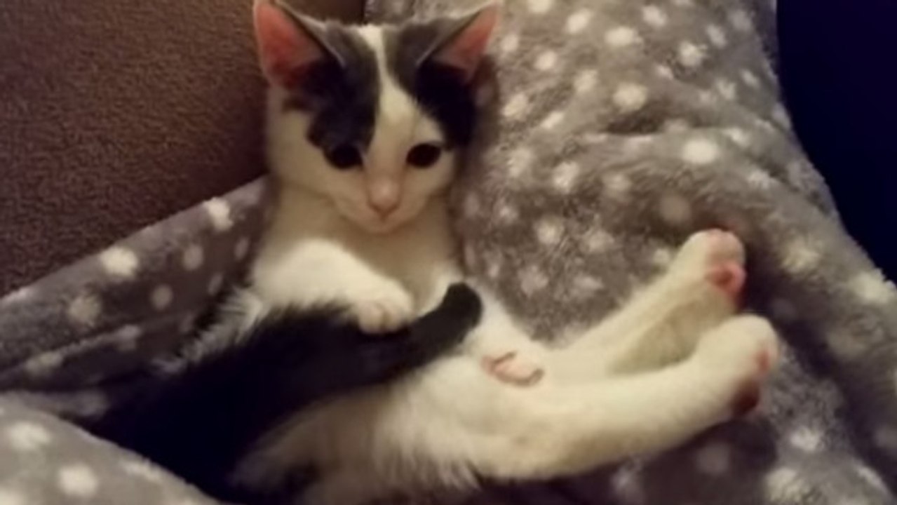 Il ne suffit pas de grand chose pour amuser ce chaton. Il découvre les pouvoirs... de sa queue !