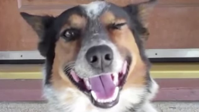 Ce chien sait presque tout faire. Vous n'allez pas en revenir