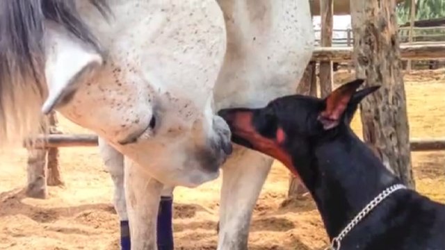 Ce chien et ce cheval font preuve d'une grande complicité. Une tendresse touchante
