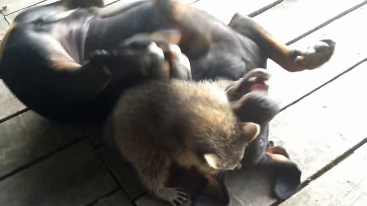 Ce chien et ce raton-laveur sont inséparables....