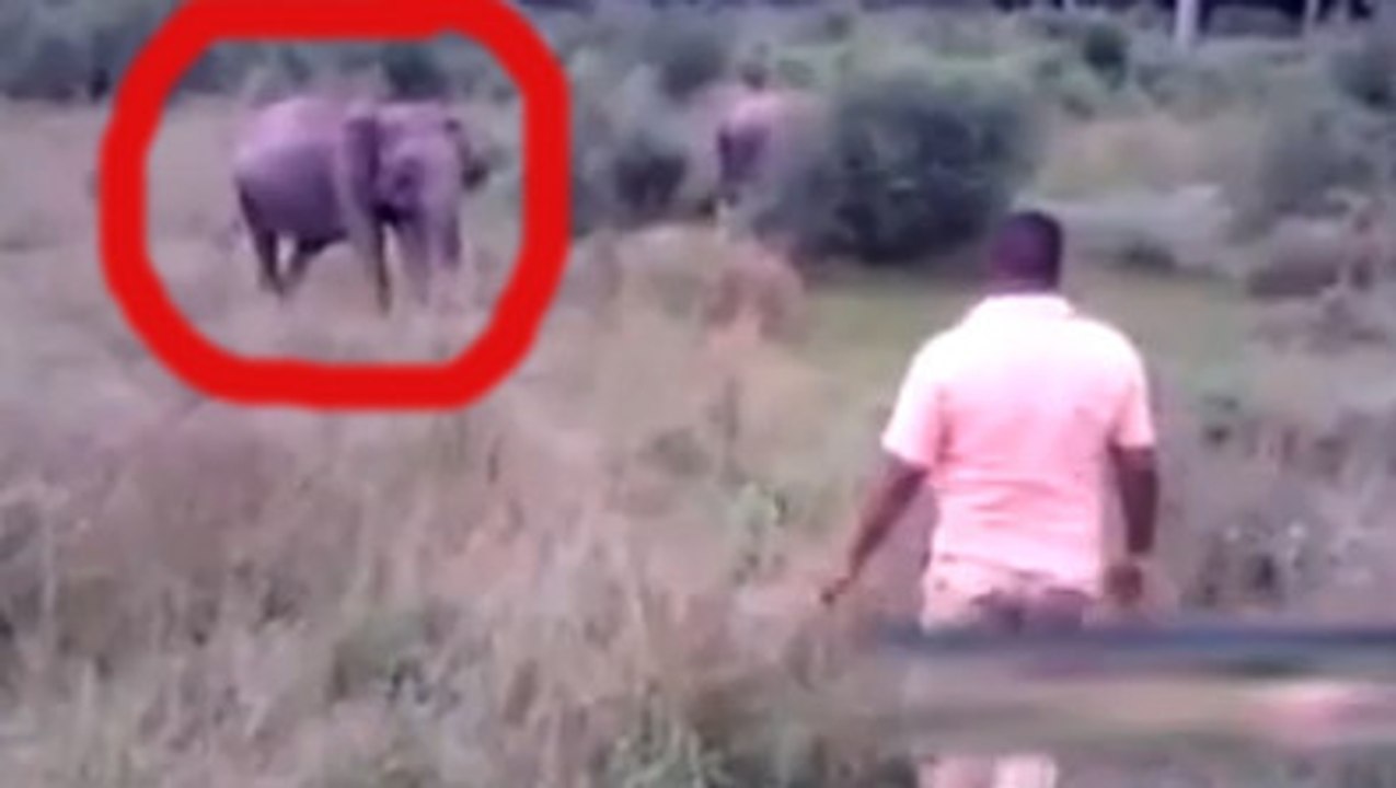 Cet homme se fait charger par un éléphant. Mais ce qu'il va faire est totalement inattendu