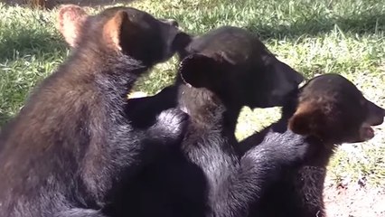 Ces trois oursons mettent un point d'honneur à être propres. Et ils s'y prennent plutôt bien !