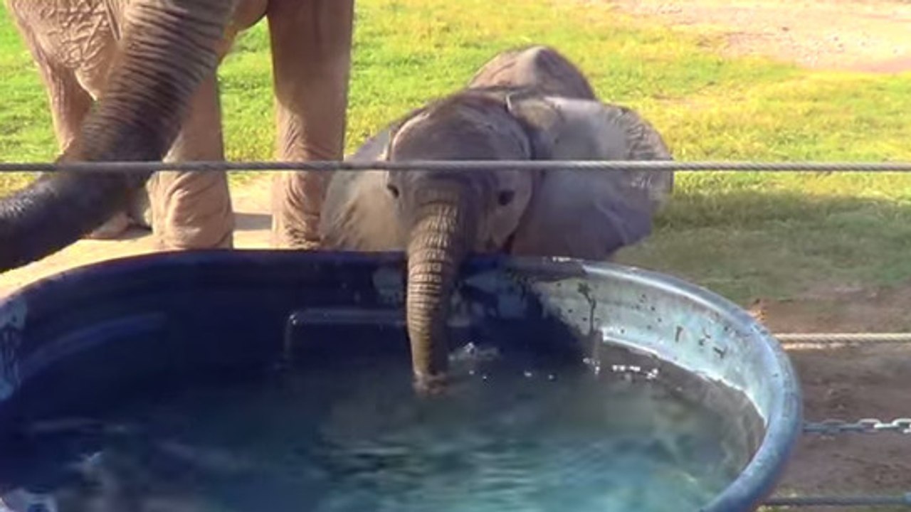 Ce bébé éléphant s'amuse avec sa trompe. Pas de...