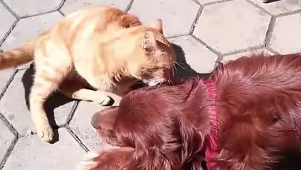 Ce chat est bien décidé à embêter son copain le chien. Et la réaction de celui-ci est étonnante