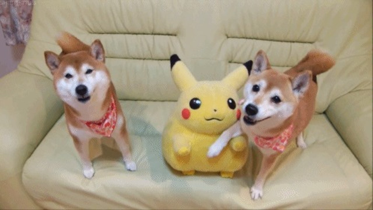 Muncie Animal Shelter : le refuge pour chiens propose de promener les animaux tout en jouant à Pokémon Go